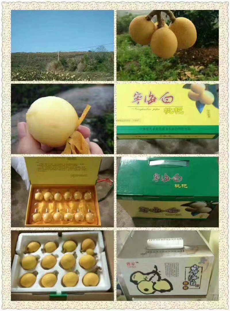 正宗一市白枇杷