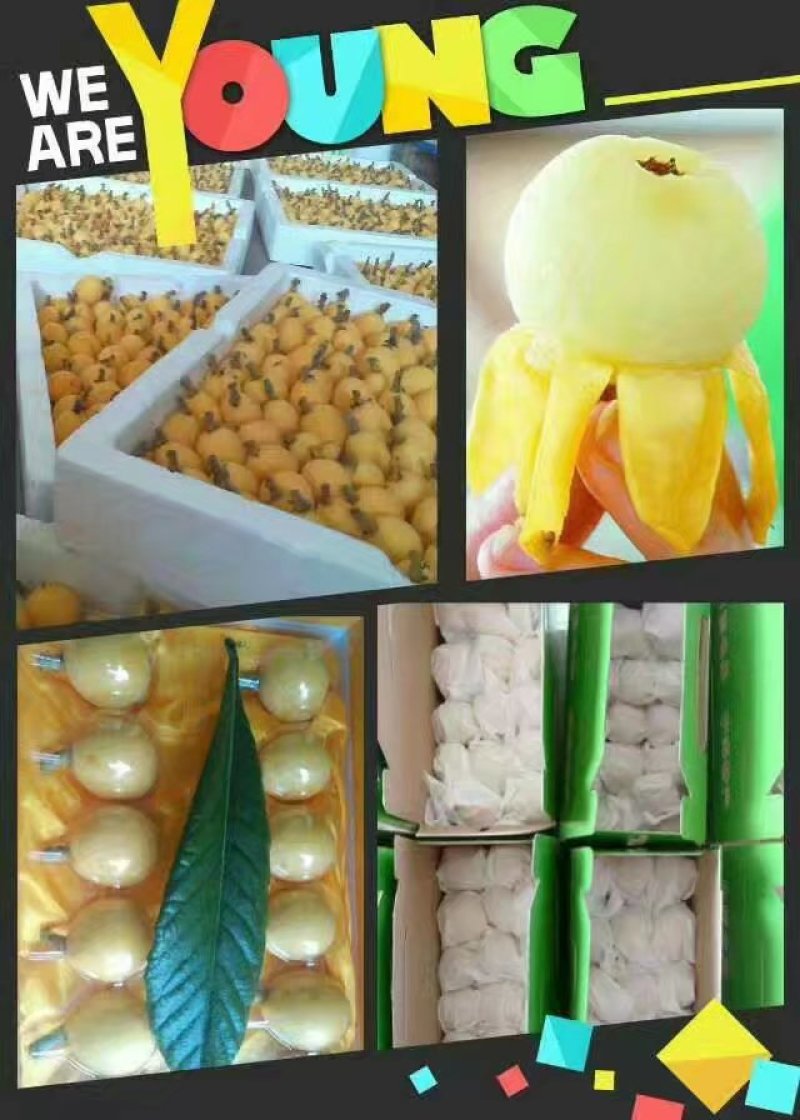 正宗一市白枇杷