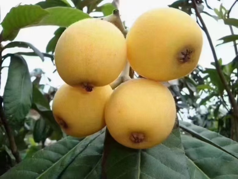 正宗一市白枇杷