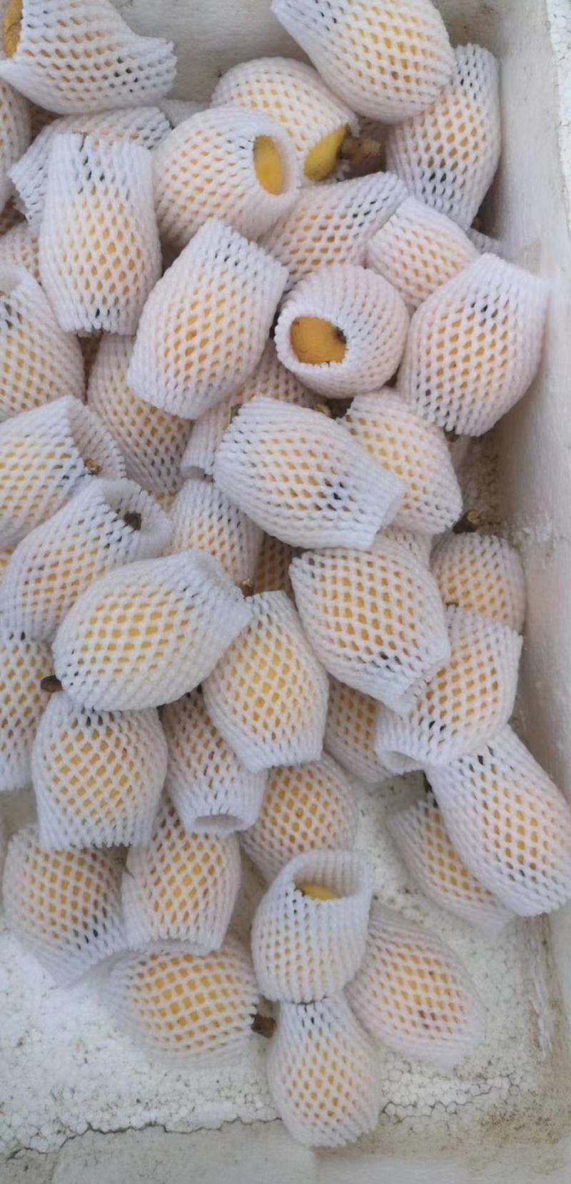 正宗一市白枇杷