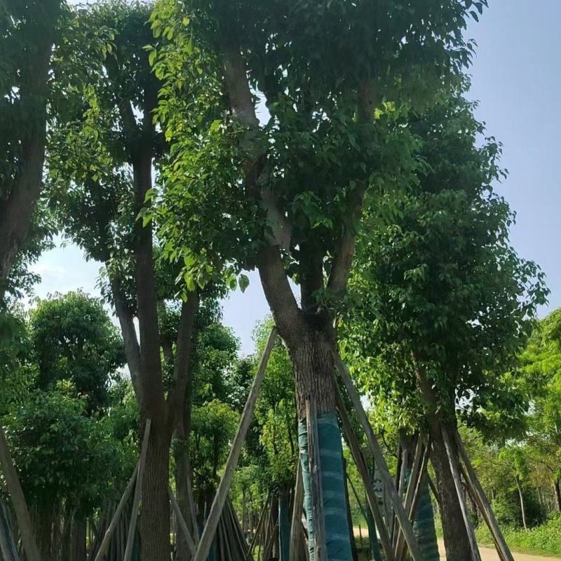樟树。