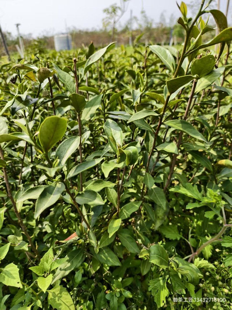 茶树苗，英九茶苗，鸿雁十二号苗，英州一号苗