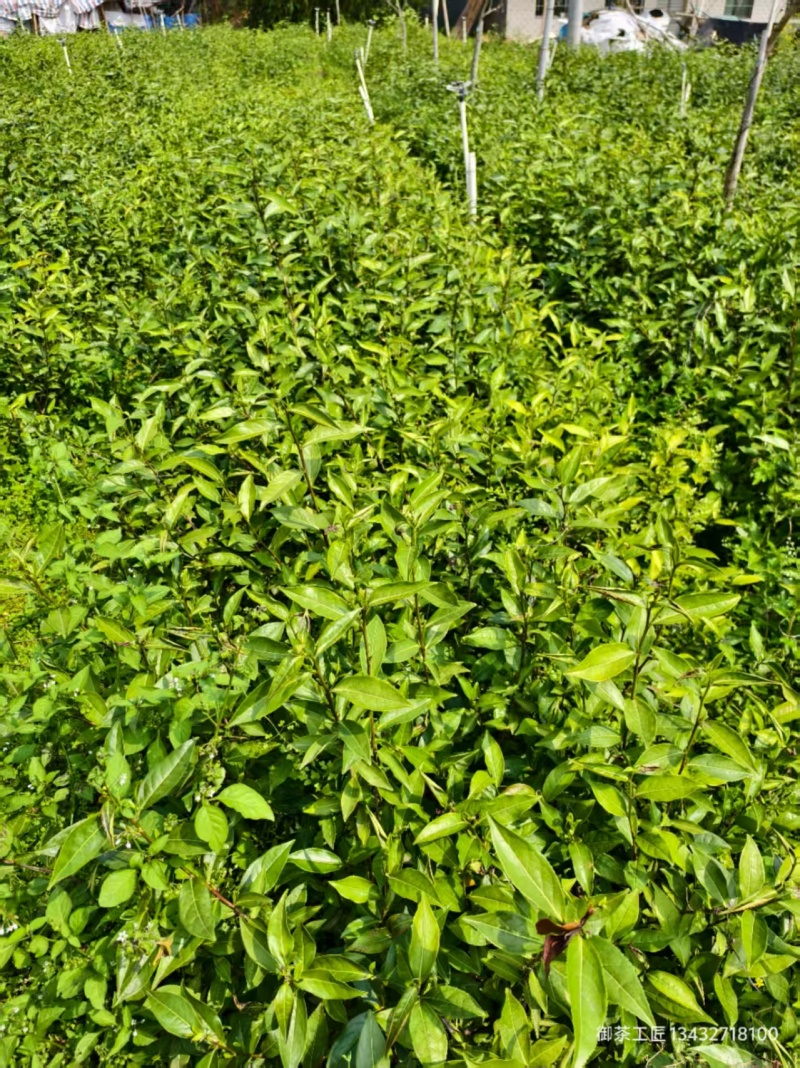 茶树苗，英九茶苗，鸿雁十二号苗，英州一号苗