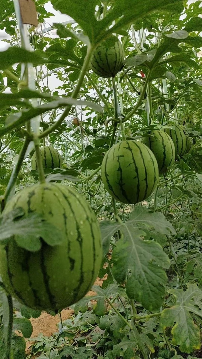 陕西蒲城产区小糖丸938金乐丰大量有货