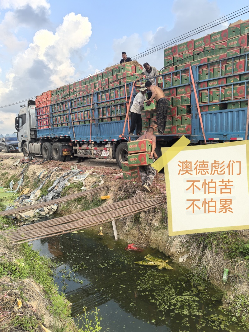 海南哈密瓜网纹瓜香甜可口口脆沙地瓜晓蜜25号哈密