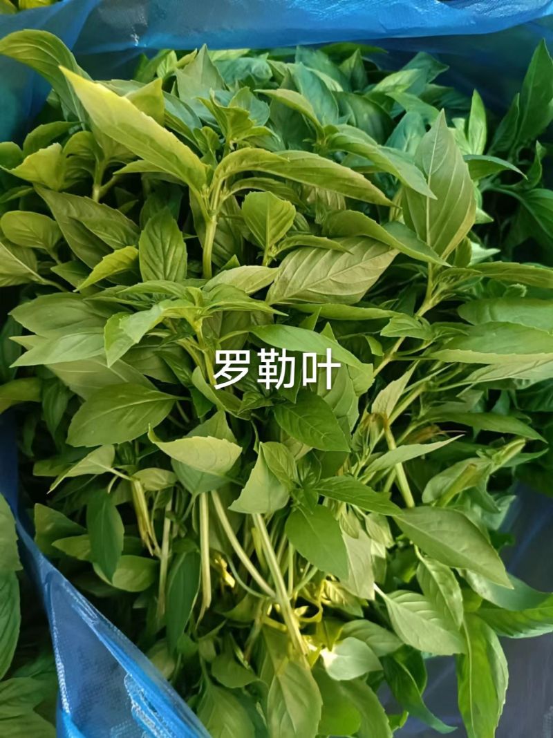 罗勒叶