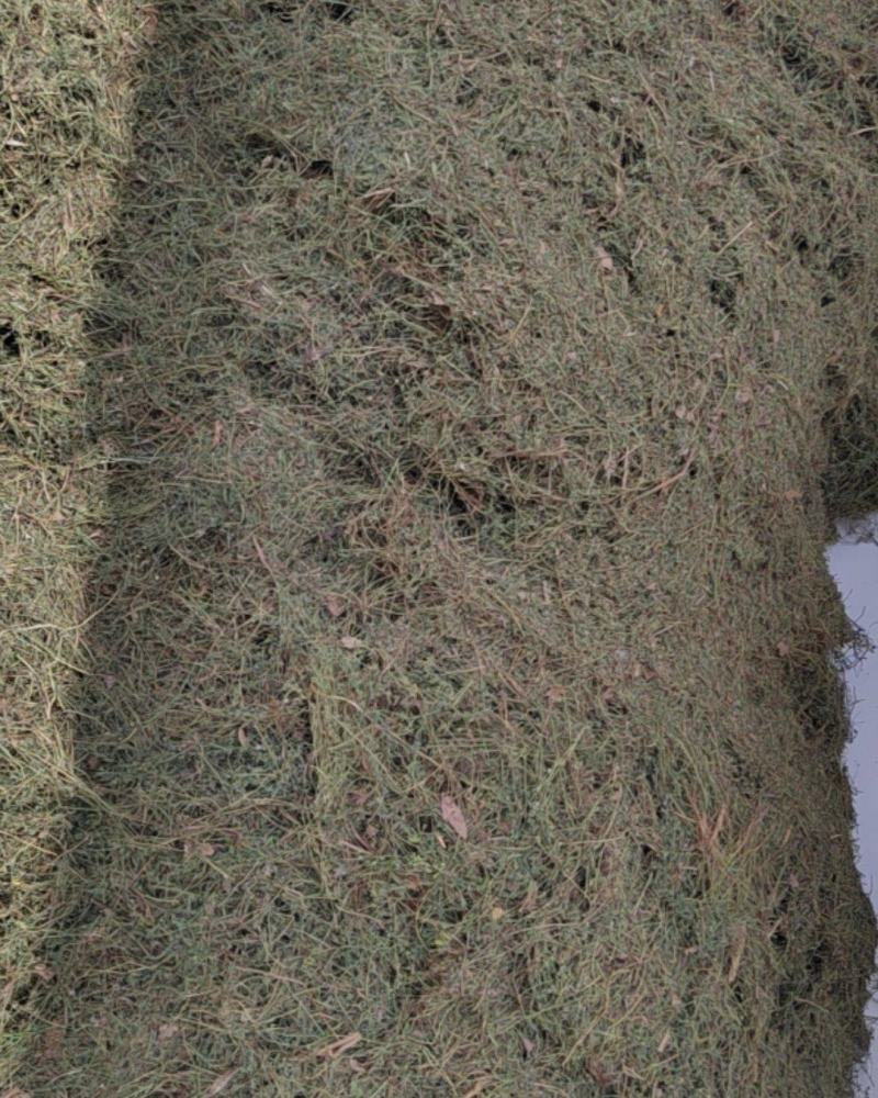 河北产地苦地丁新货