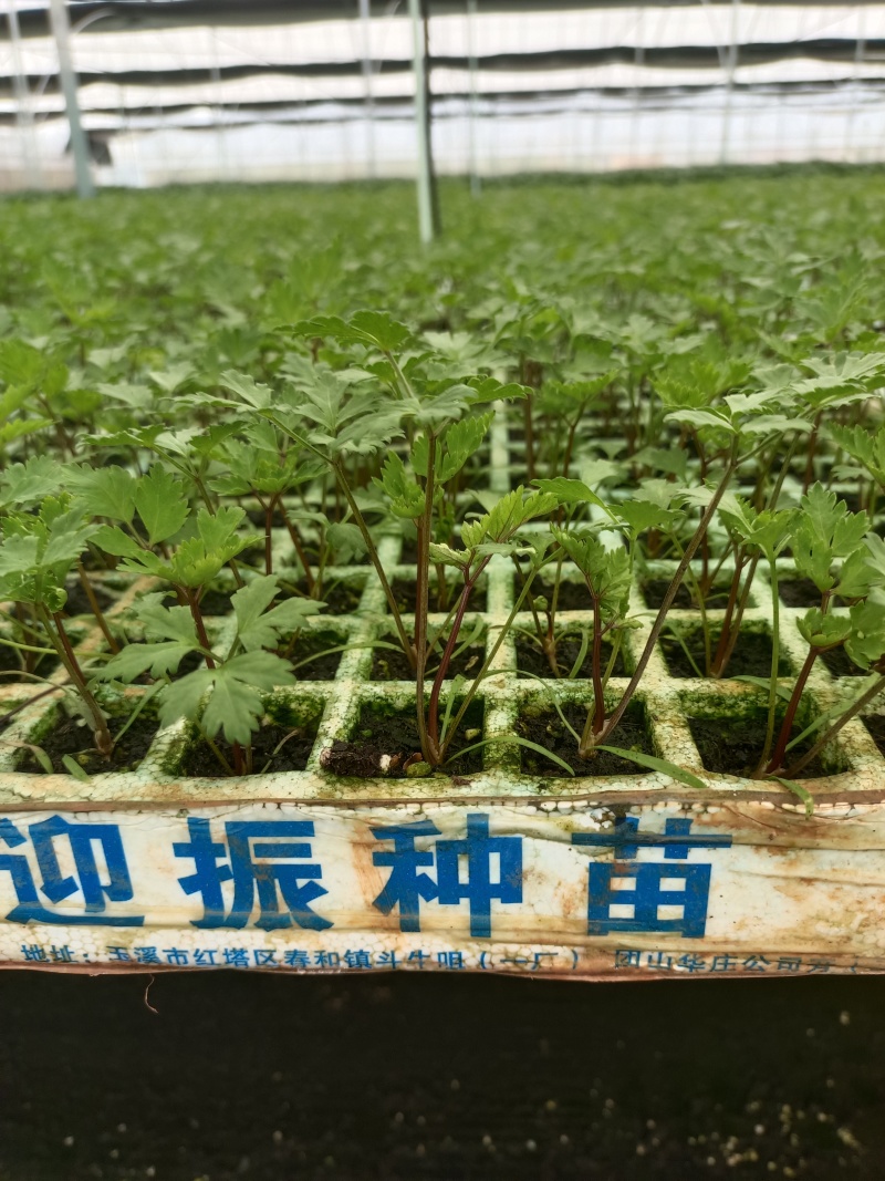 当归苗
