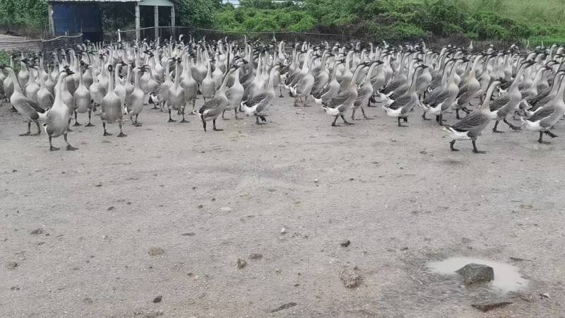 马岗鹅活鹅产地直销量大质优价格优惠一手货源欢迎咨询