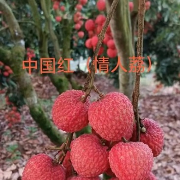 情人荔（中国红）