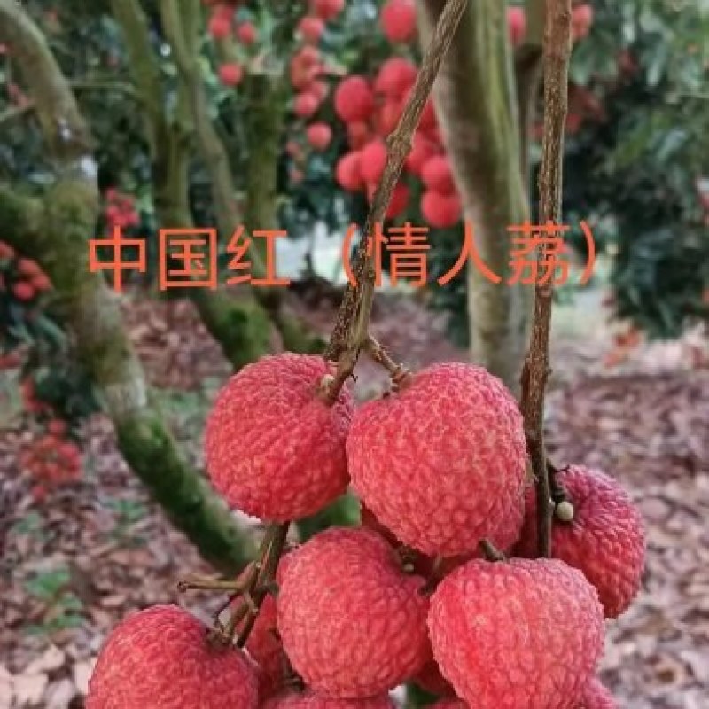 情人荔（中国红）