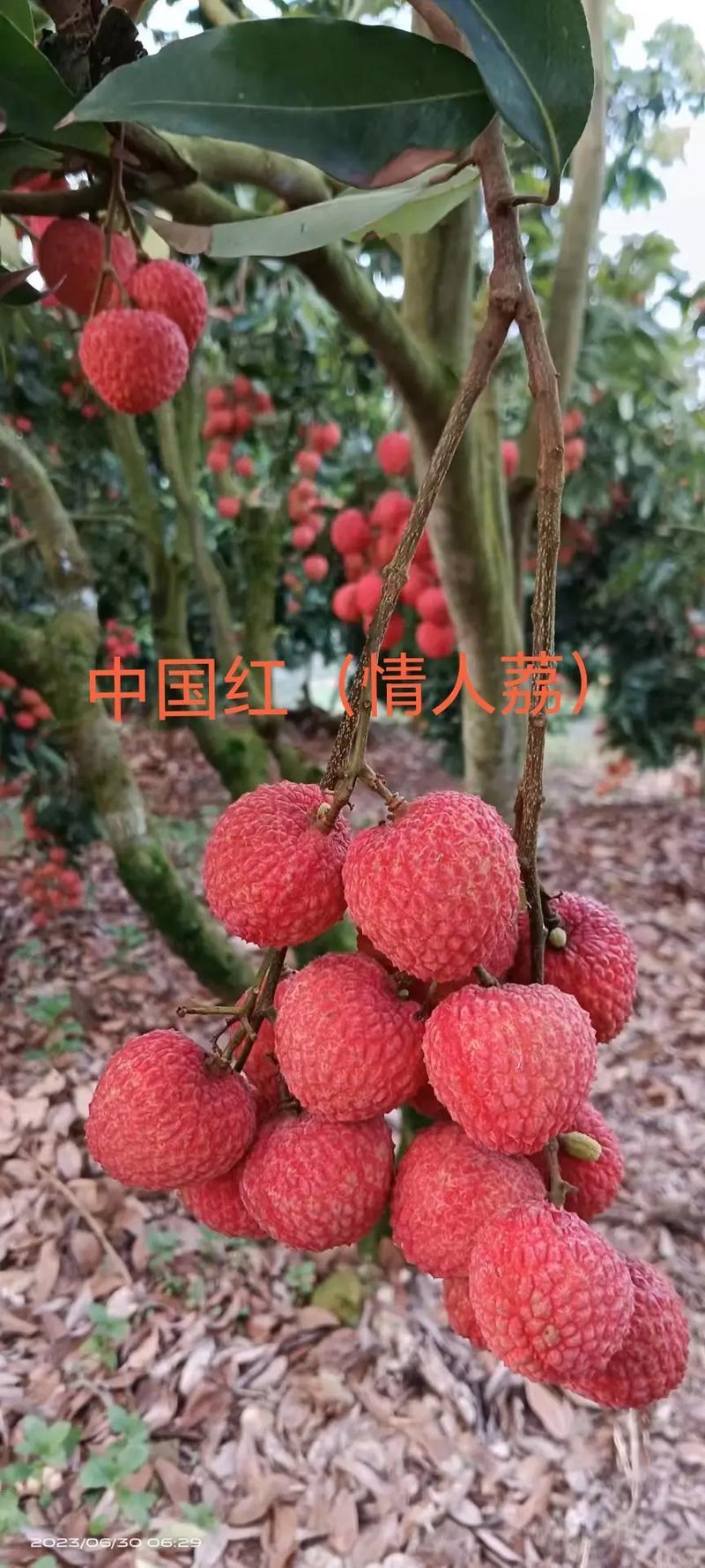 情人荔（中国红）
