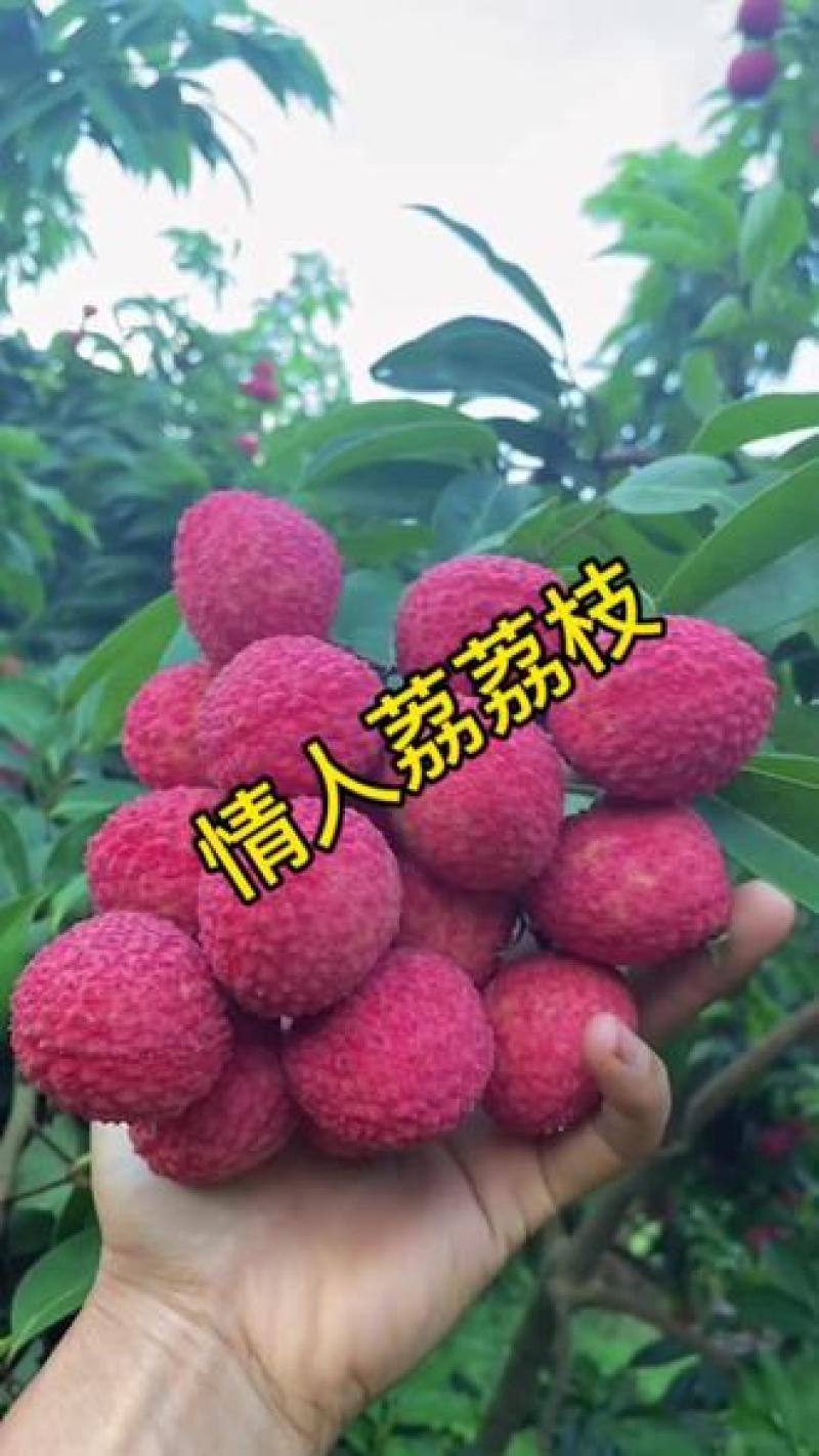 情人荔（中国红）