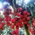 情人荔（中国红）