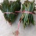 广玉兰叶子