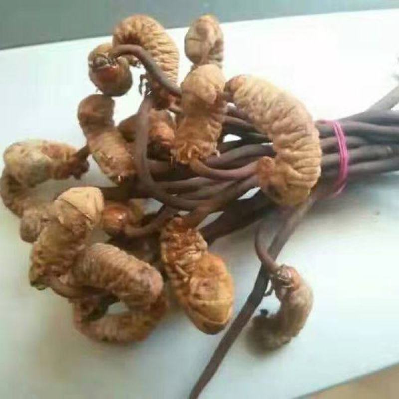 冬虫夏草
