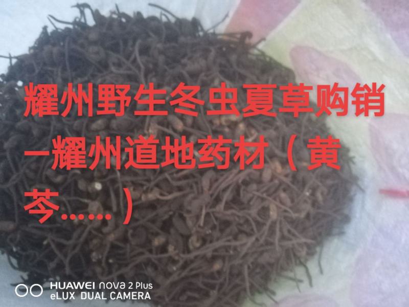 冬虫夏草