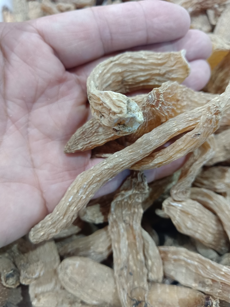 野生小天麻，原产地发货批发零售