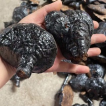 纯野生反柄灵芝黑灵芝一手货源大量现货
