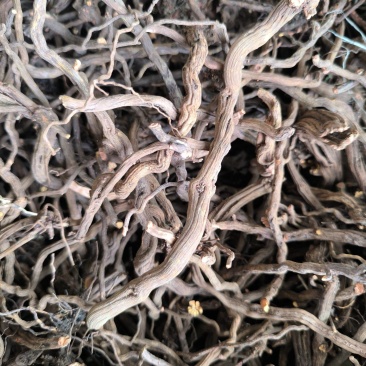 优质高含量茜草