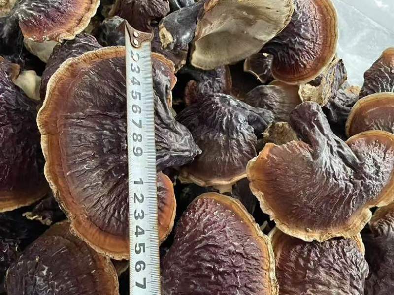 野生松杉灵芝白心白肉纯野生一手货源稳定供货