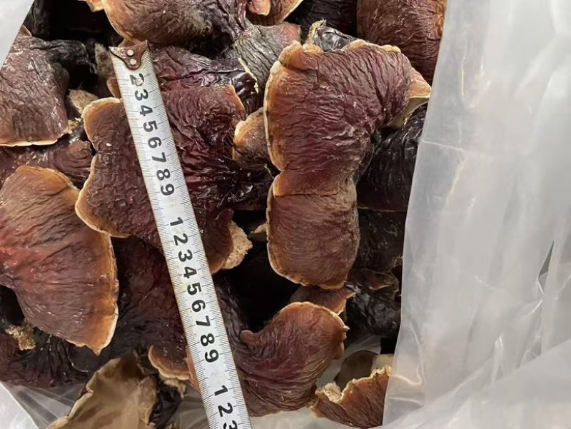 野生松杉灵芝白心白肉纯野生一手货源稳定供货