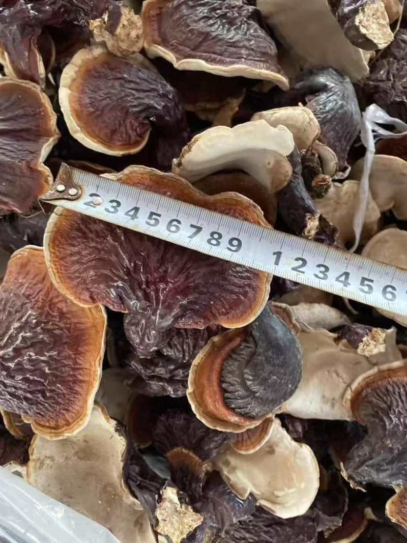 野生松杉灵芝白心白肉纯野生一手货源稳定供货