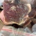 野生松杉灵芝白心白肉纯野生一手货源稳定供货