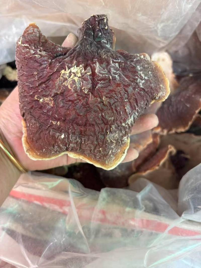 野生松杉灵芝白心白肉纯野生一手货源稳定供货