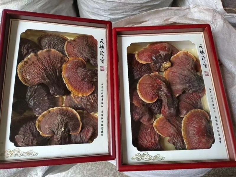 野生松杉灵芝白心白肉纯野生一手货源稳定供货