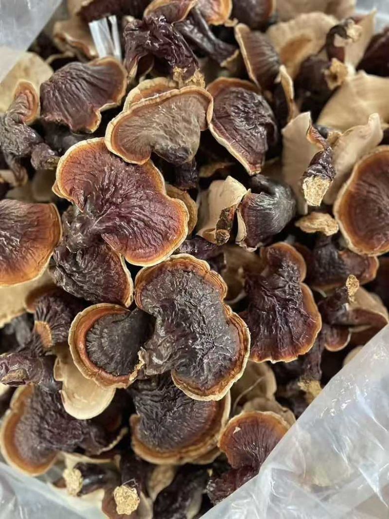 野生松杉灵芝白心白肉纯野生一手货源稳定供货