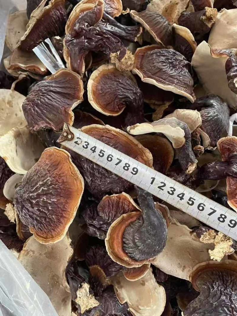 野生松杉灵芝白心白肉纯野生一手货源稳定供货