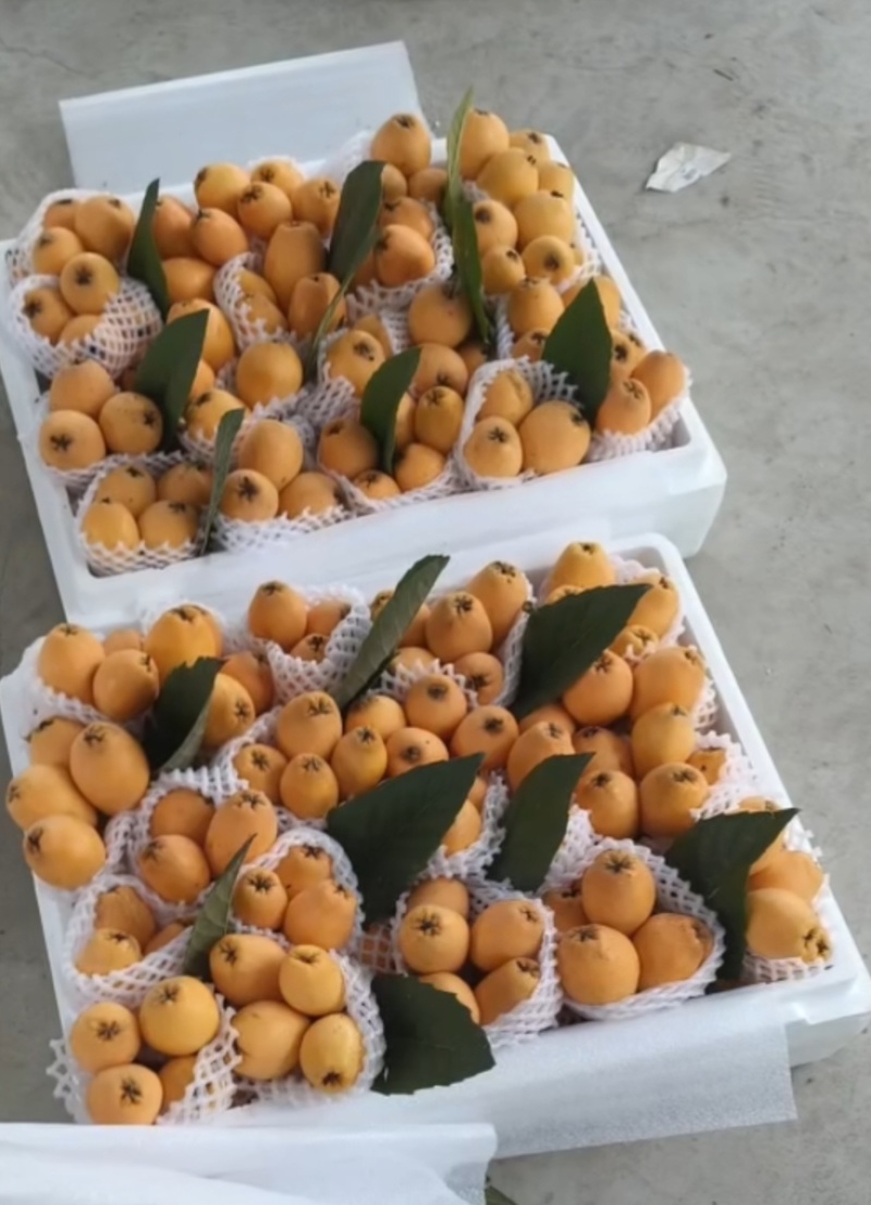 早钟枇杷五星枇杷大量上市了，对接全国各地商超，市场，电商