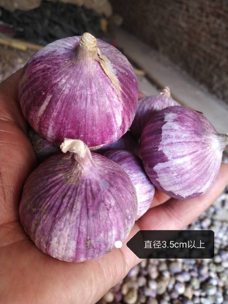 云南紫皮独头纯手工扒白真空包装