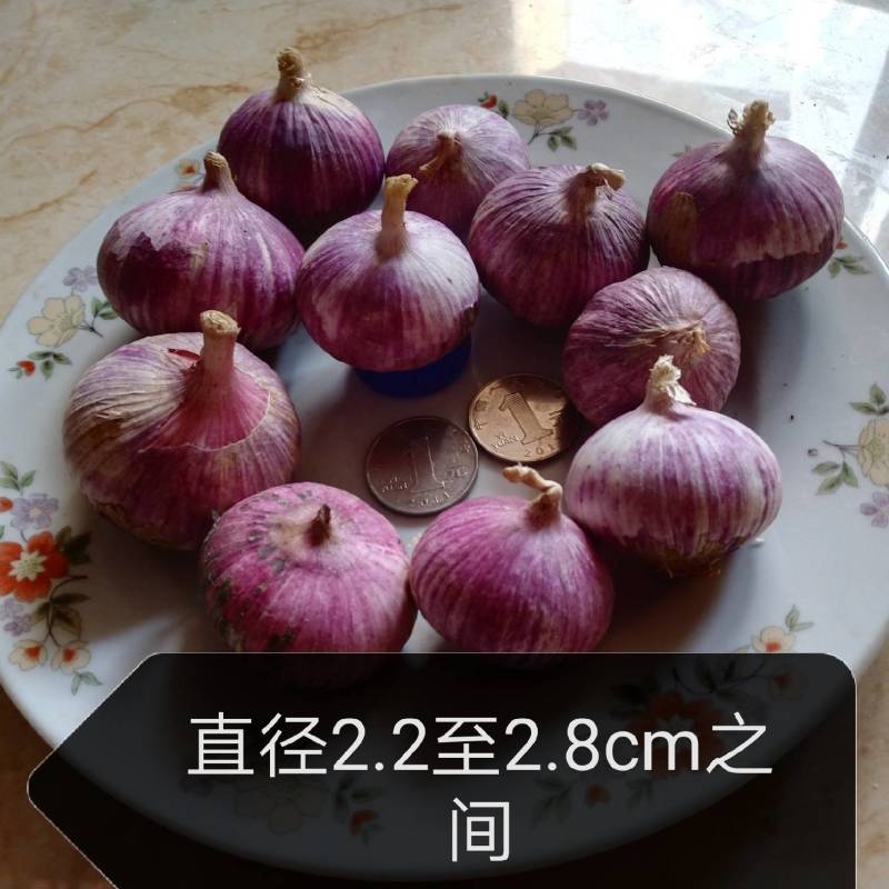 云南紫皮独头纯手工扒白真空包装