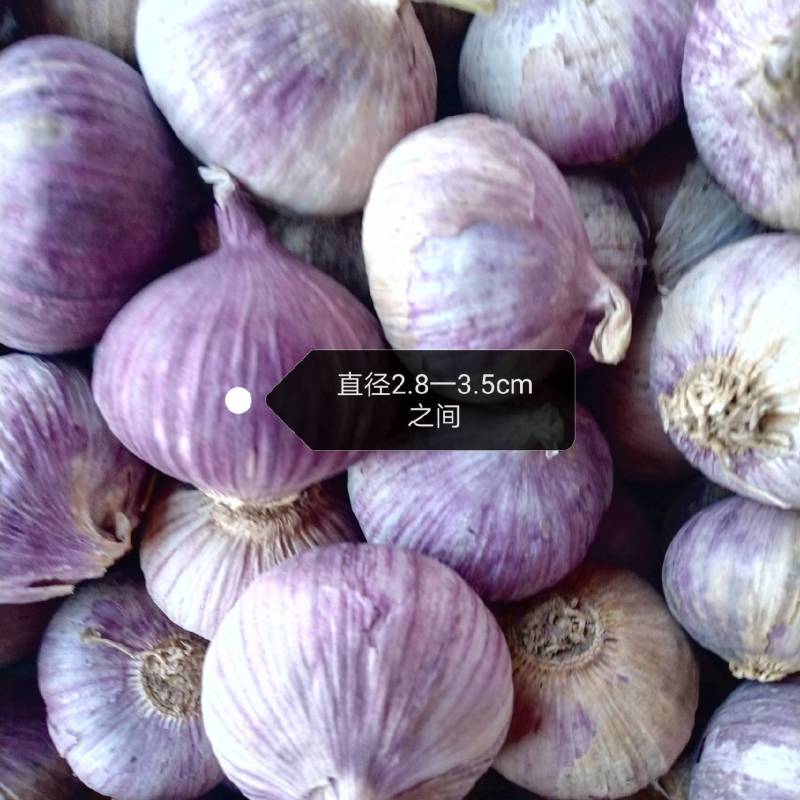 云南紫皮独头纯手工扒白真空包装