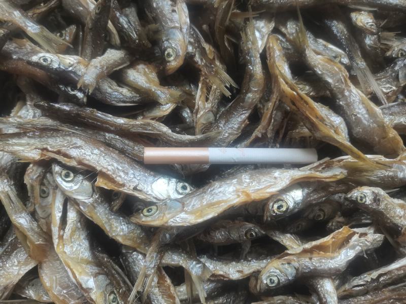 油炸蓝刀鱼干/水库鱼/无盐/长期稳定批发/包邮