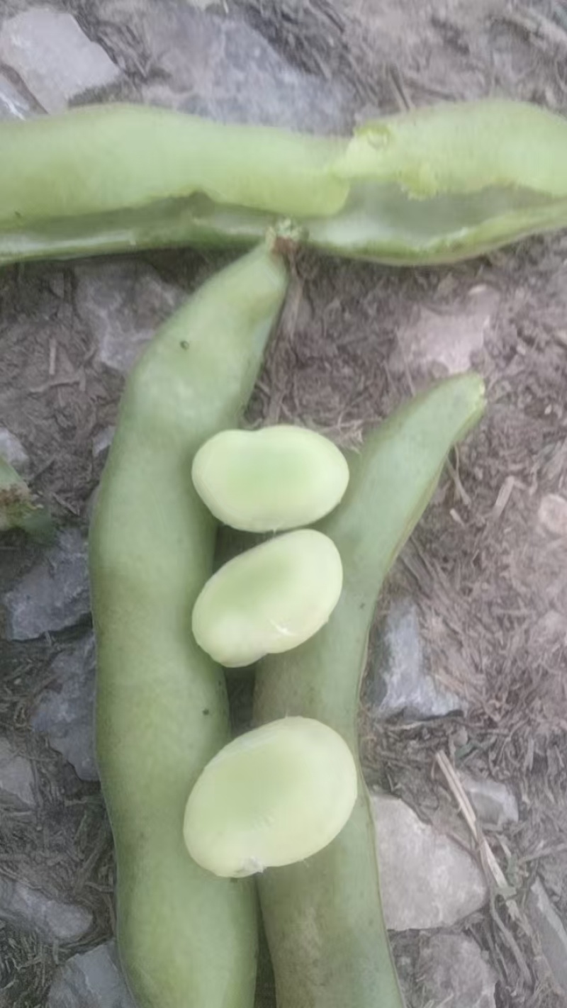 蚕豆