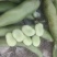 蚕豆