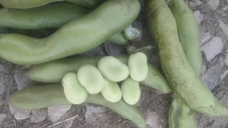 蚕豆