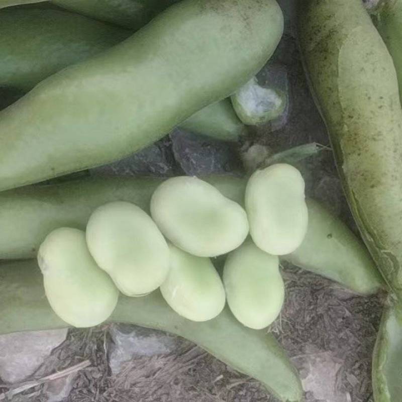 蚕豆