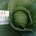 强力50进口扁球耐热甘蓝丰产口感好