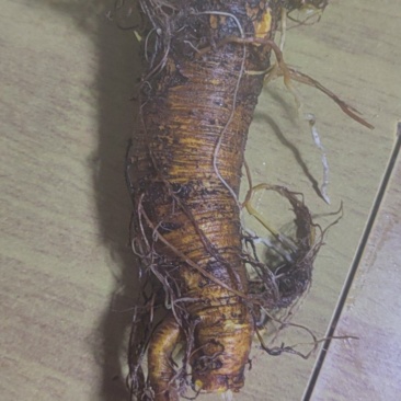 土大黄