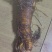 土大黄