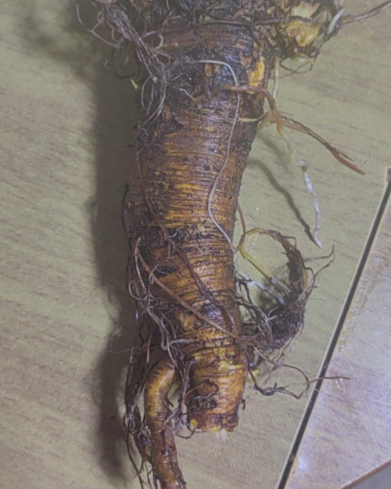土大黄