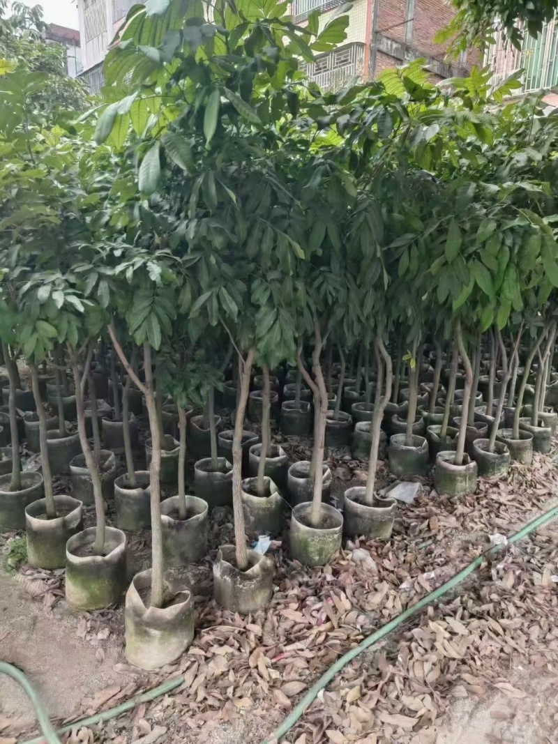 龙眼树苗各种各样果树规格齐全大量有货
