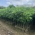 龙眼树苗各种各样果树规格齐全大量有货