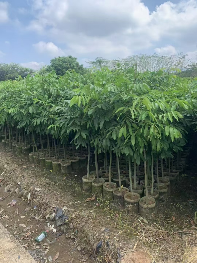 龙眼树苗各种各样果树规格齐全大量有货