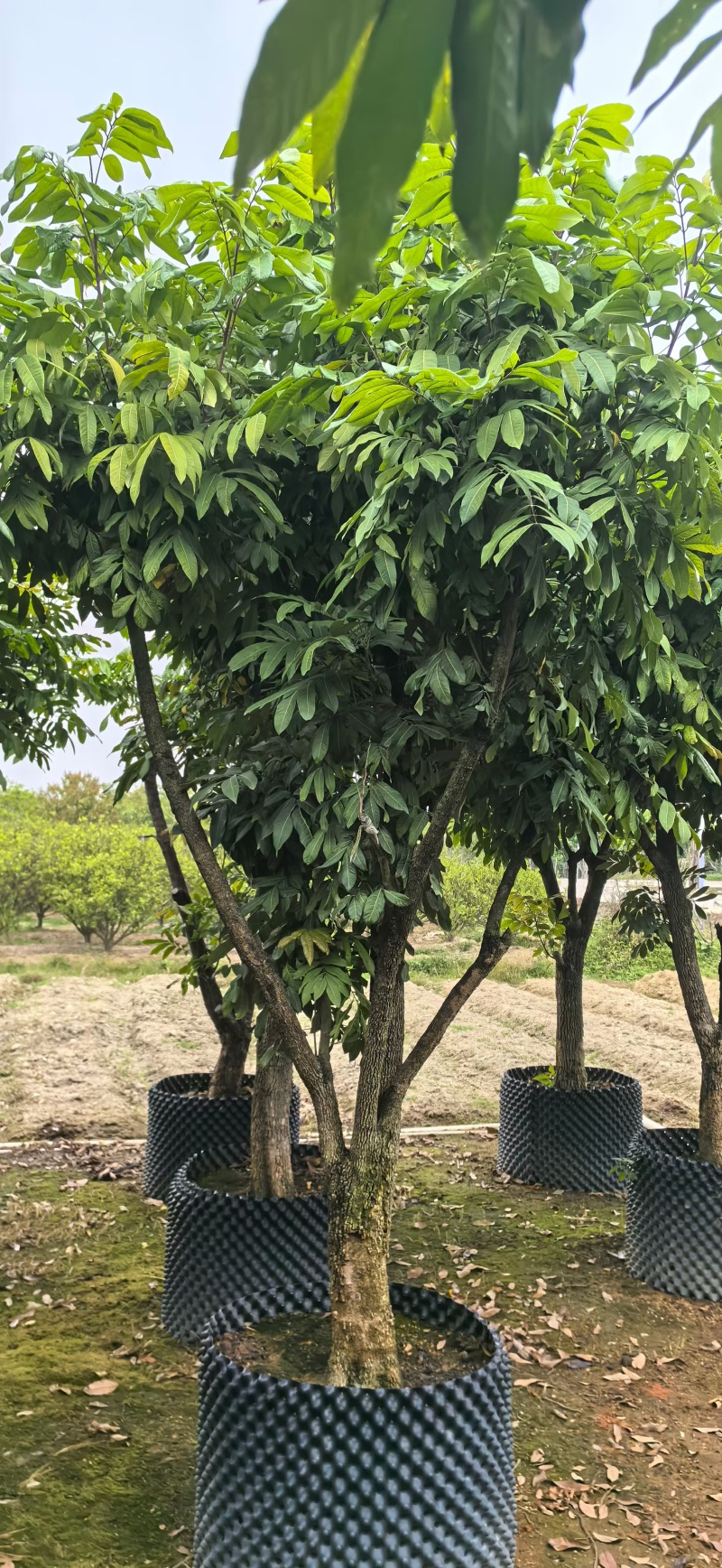 龙眼树苗各种各样果树规格齐全大量有货