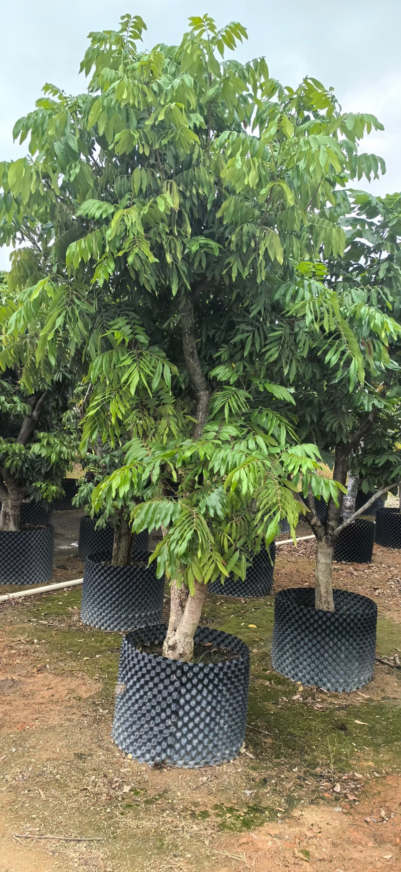 龙眼树苗各种各样果树规格齐全大量有货